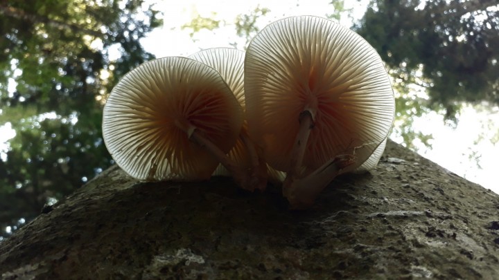 in situ, Renan