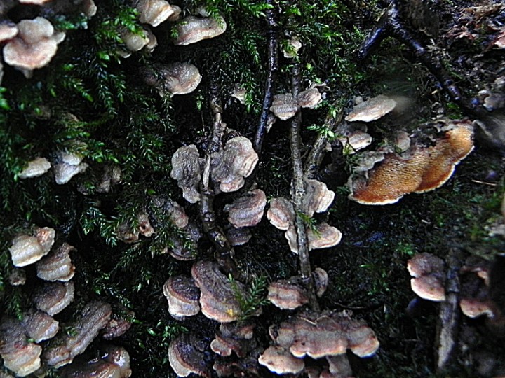 DSCN7786b.JPG
