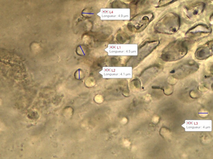 Capture_10.jpg