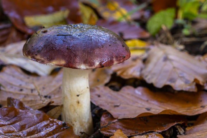 _DSC6519.jpg