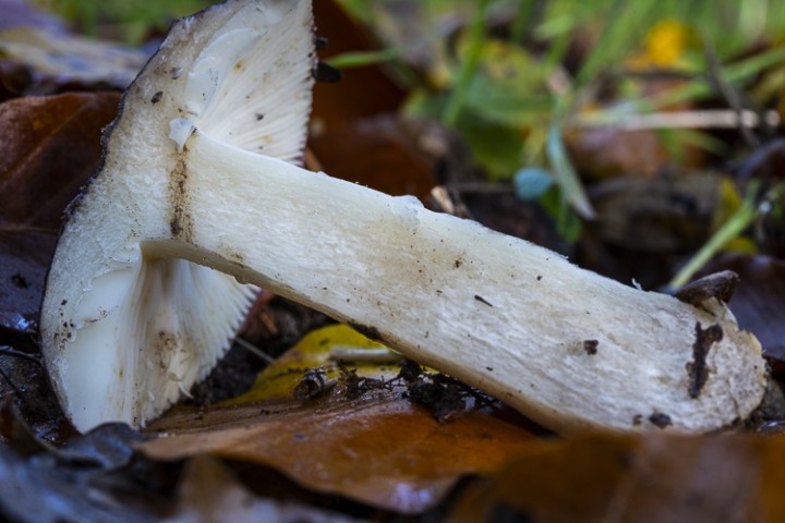 _DSC6532.jpg