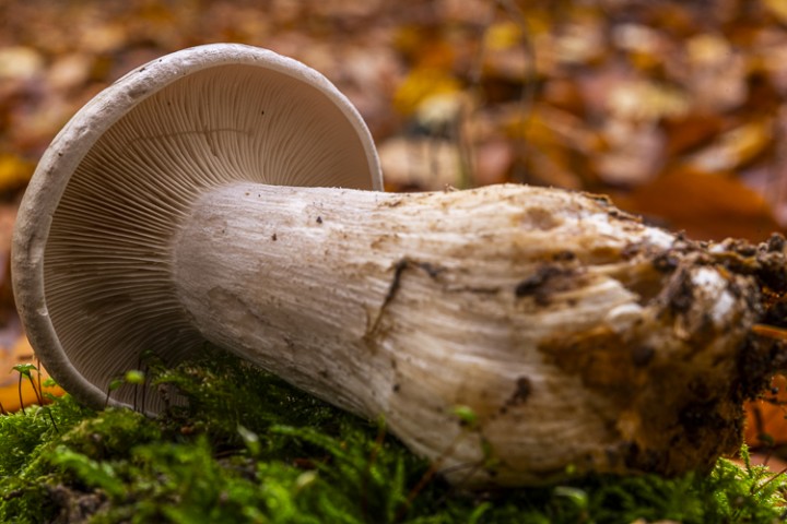 _DSC6758.jpg