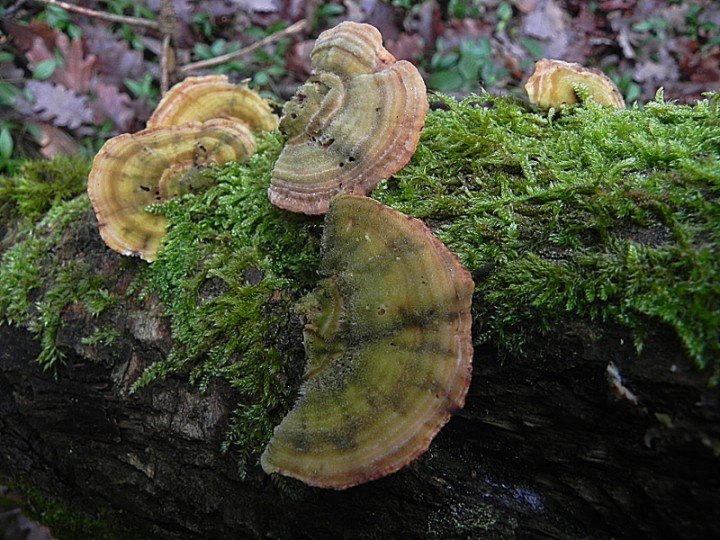 DSCN7817b.JPG