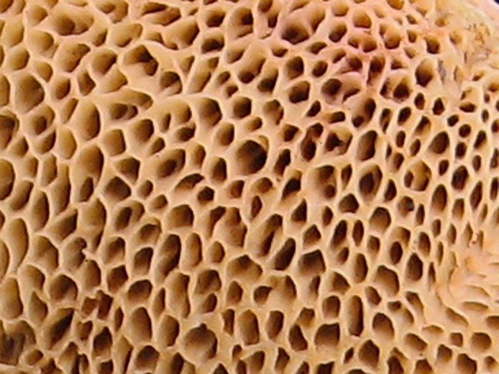 Pores de ?