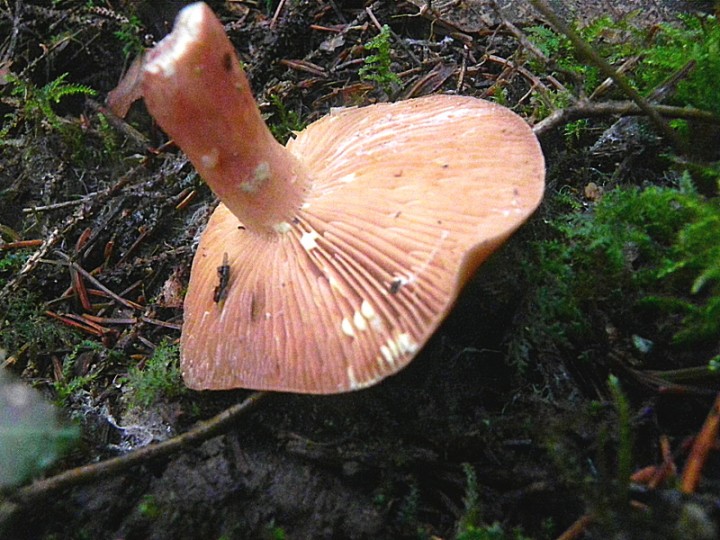 DSCN7824b.JPG