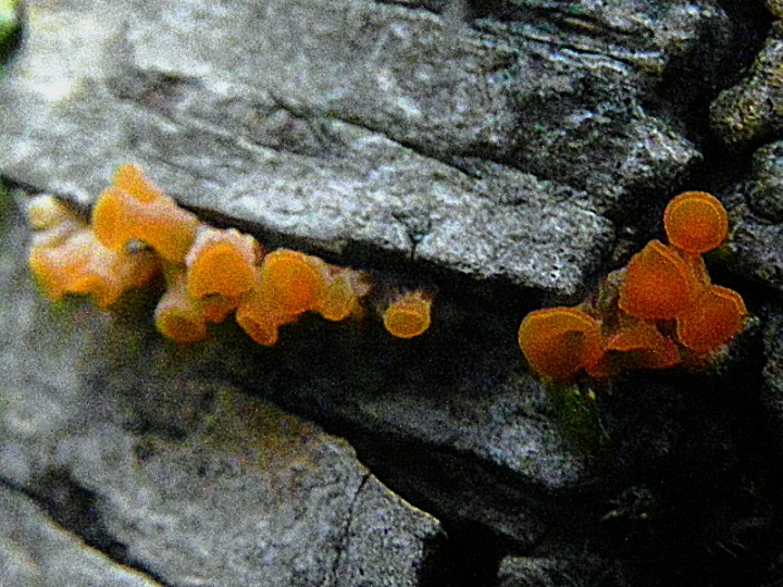 DSCN7825b.JPG