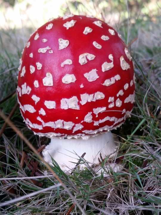 Cliquer sur l'image pour agrandir