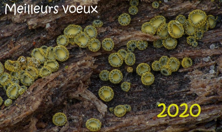 mv2020.jpg