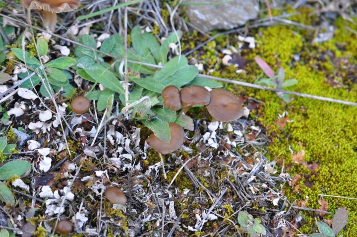 in situ, Renan, gare