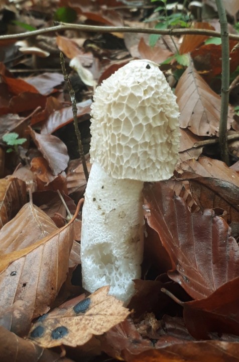 in situ, forêt mêlée, Renan