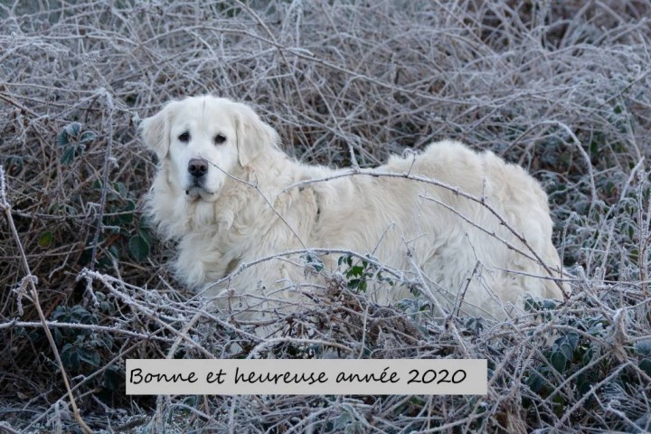Hélia - forêt Laigue (fontaine Roch - plaine Maréchal)2 - 20191230-100415_DxO-redim1024.jpg