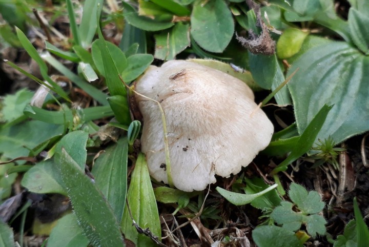 in situ, dans un pâturage maigre, Villeret