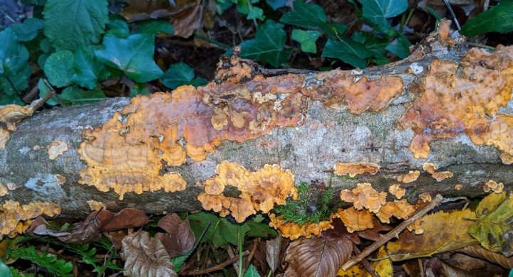 Stereum sp (1)_modif.jpg