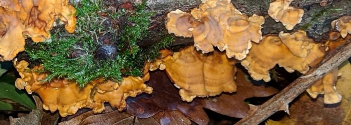 Stereum sp (1)_modif2.jpg