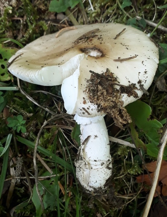 in situ, dans une forêt acide de conifères, La Petite Theurre