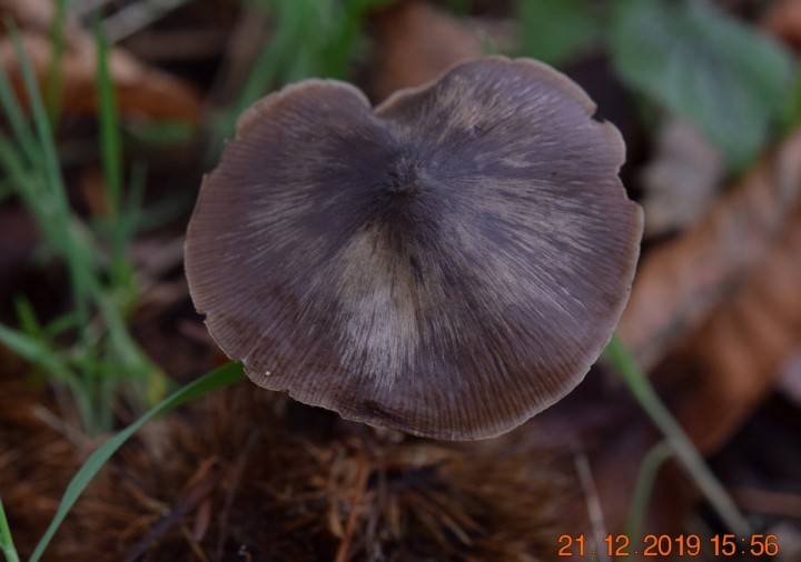 DSC_1088.JPG