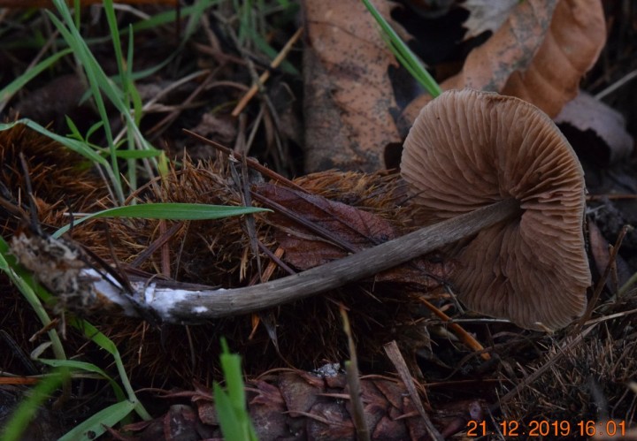 DSC_1092.JPG