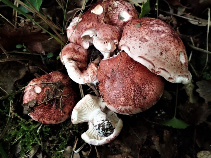 HYGROPHORUS RUSSULA    (1024x768).jpg
