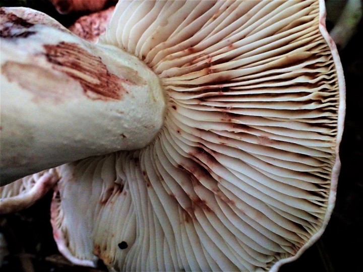 HYGROPHORUS RUSSULA. (1024x768).jpg