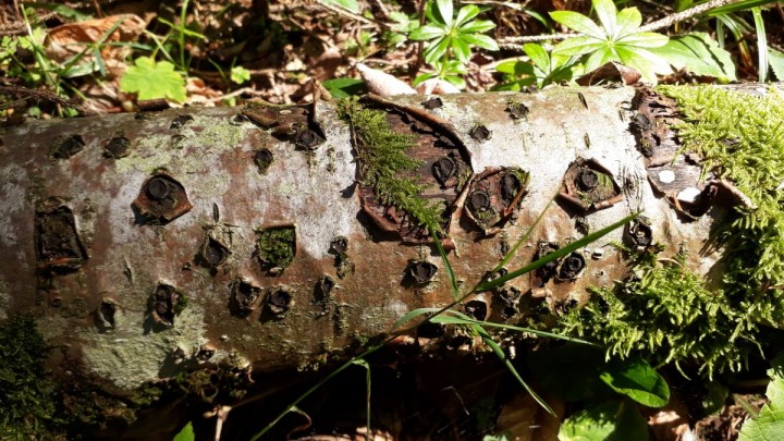 in situ, dans une forêt mêlée, sur un tronc de Fagus
