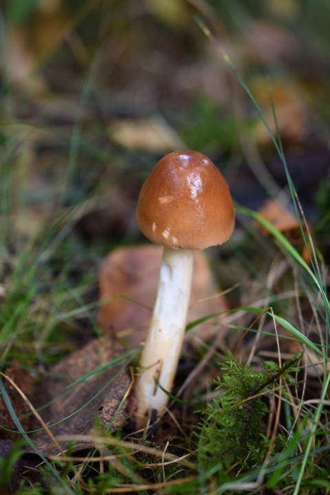 Amanita fulva 17.JPG