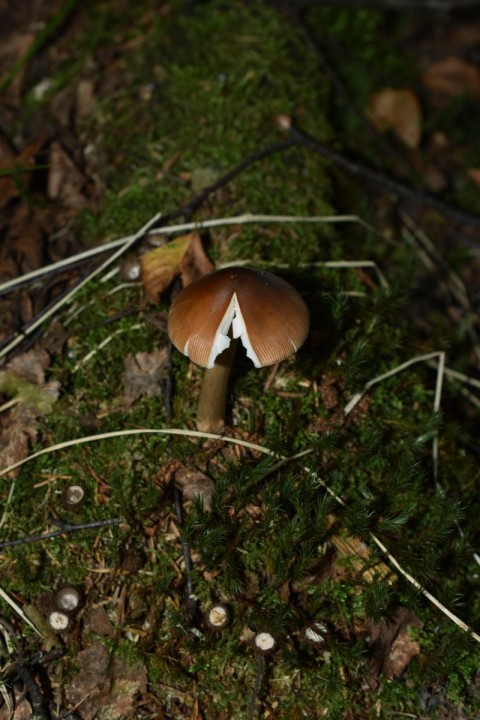 Accompagnée de Cyathus striatus
