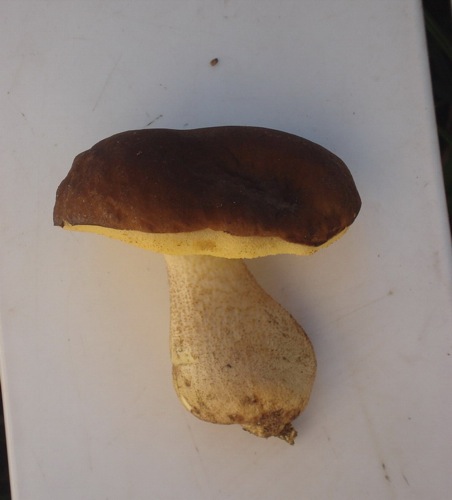 DSC00824.jpg
