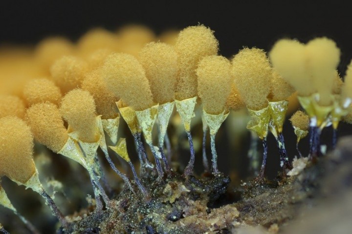 Hemitrichia clavata (11).jpg