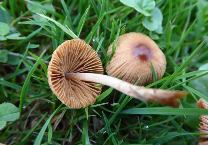 P1050238 (copie 1).JPG