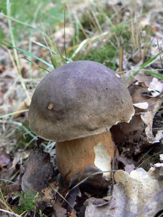 P1170336.JPG