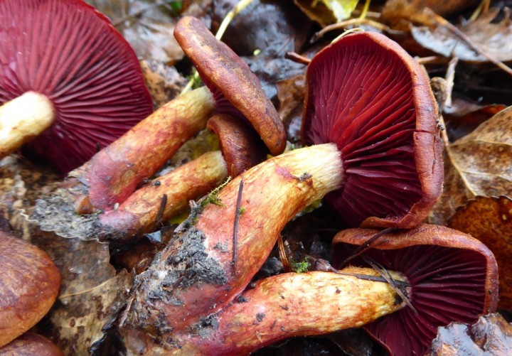 P1050848 (copie 1).JPG