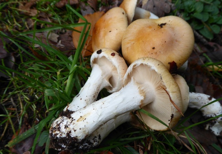P1060046 (copie 1).JPG