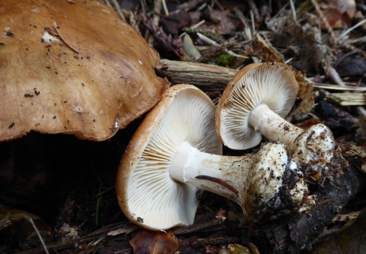 P1050686 (copie 1).JPG