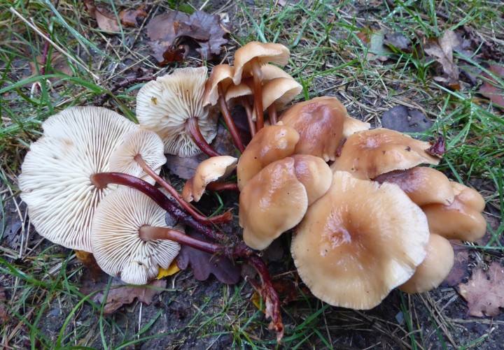 P1050256 (copie 1).JPG