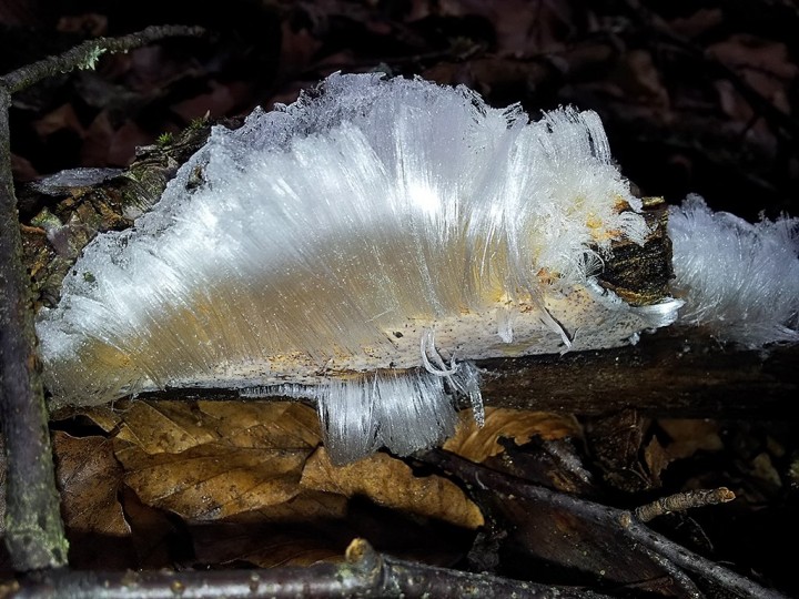 Cheveux_de_glace_1.jpg