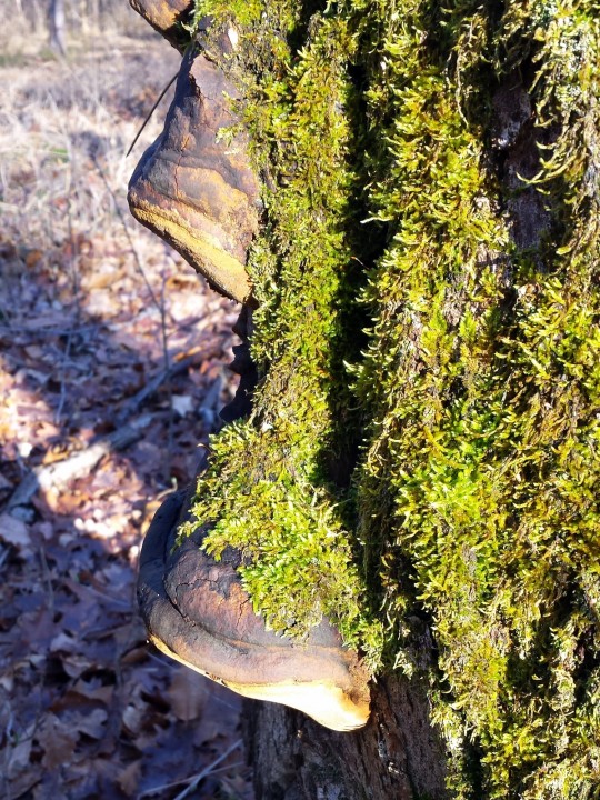 Cliquer sur l'image pour agrandir