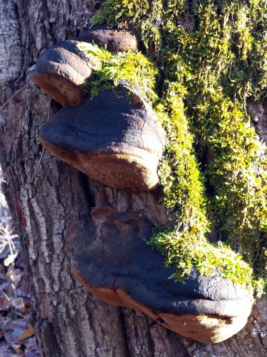 Cliquer sur l'image pour agrandir