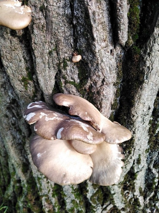 Pleurote3.jpg
