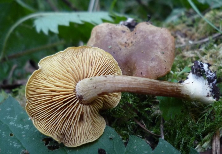 L1270225 (copie 1).JPG