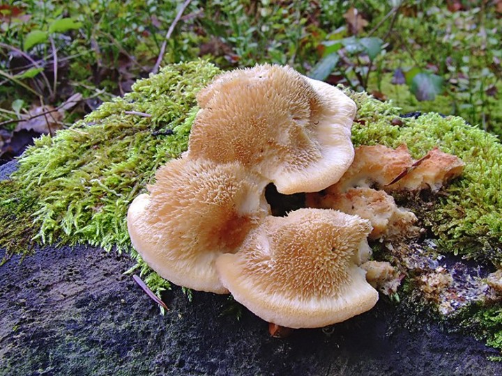 Climacocystis_borealis.jpg