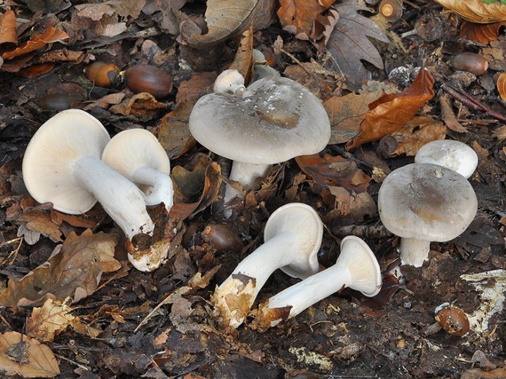 Lepista_nebularis_3.jpg