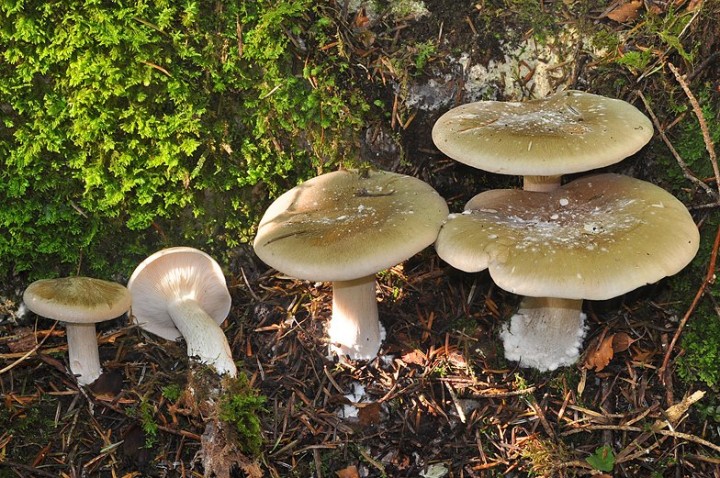 Lepista_nebularis_Vercors.jpg
