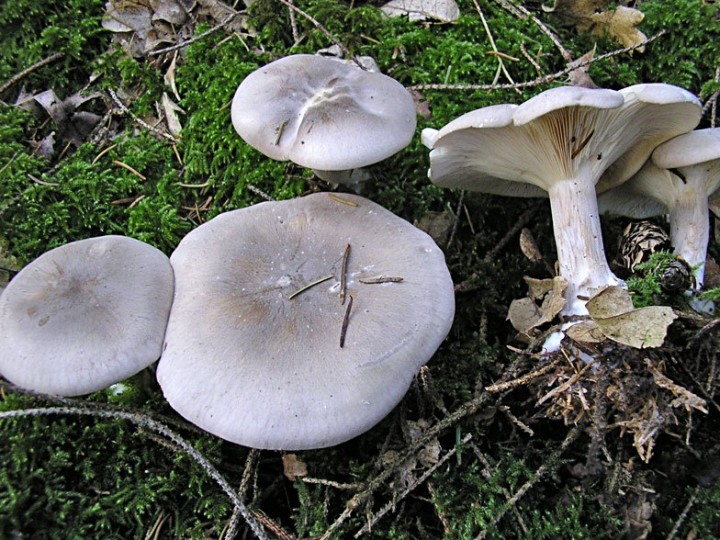 Lepista_nebularis.jpg