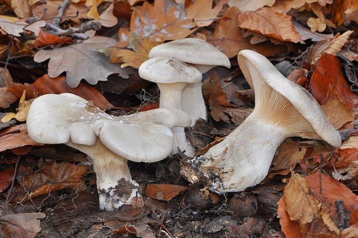 Lepista_nubularis_04.jpg