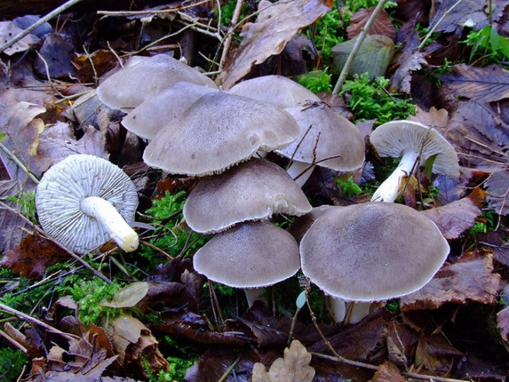 Tricholoma_terreum_02.jpg