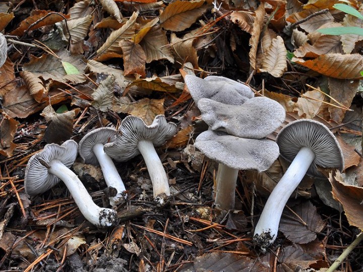 Tricholoma_terreum_3.jpg