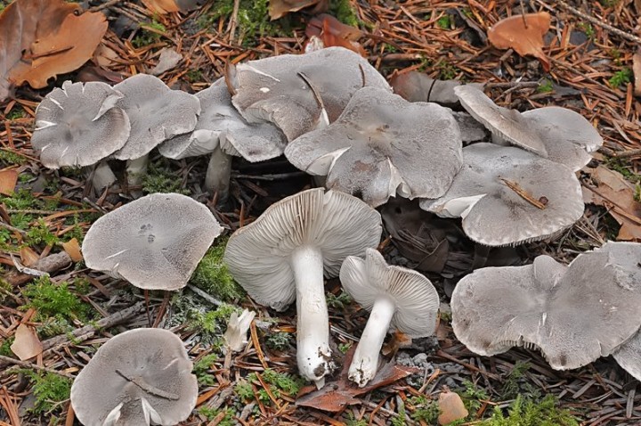 Tricholoma_terreum_Chancy_2015.jpg