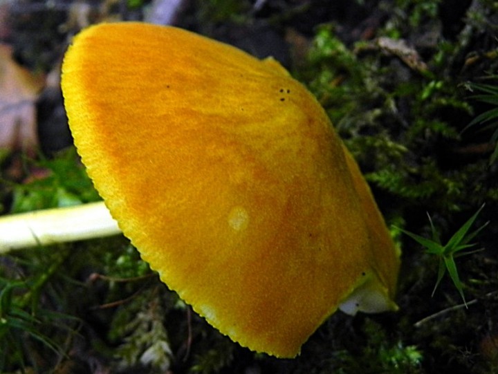 DSCN8355c.JPG