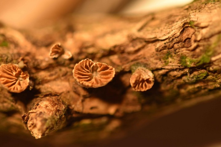 DSC_0020.jpg