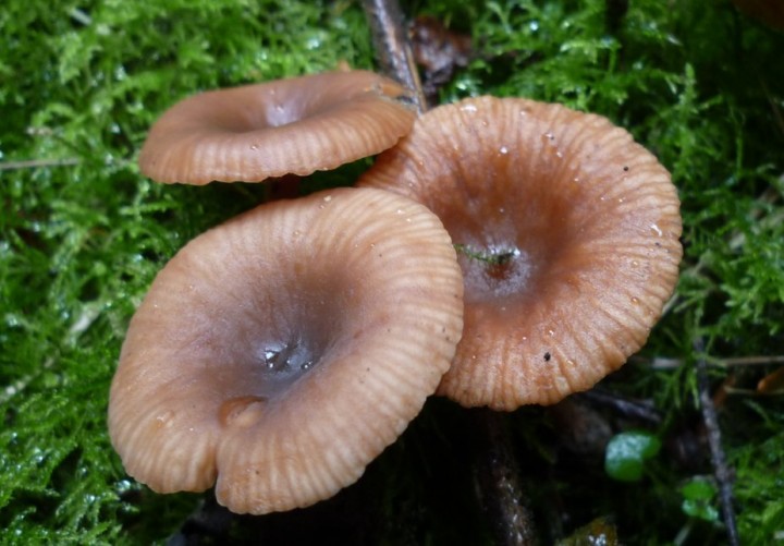 L1260988 (copie 1).JPG